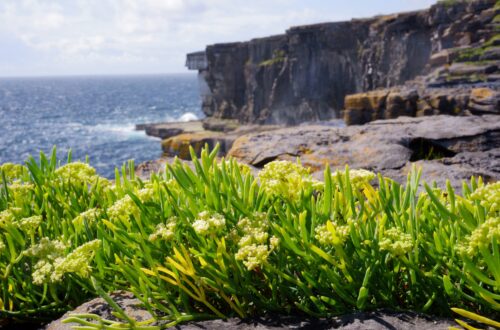 Les îles d'Aran : guide complet pour explorer ces joyaux de la côte irlandaise